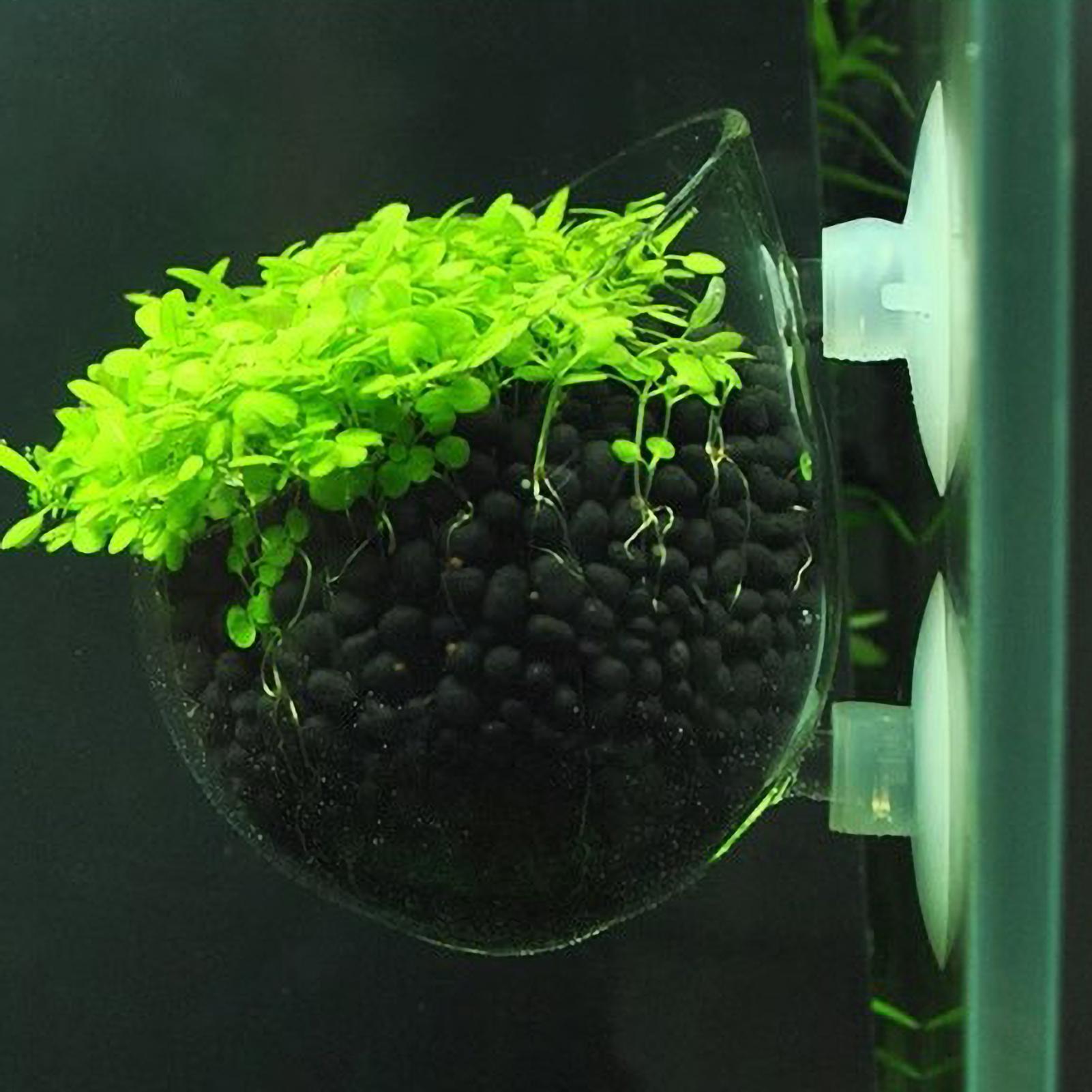 Aquarium Fish Only - Akvaryum Bitki Tutucu Cam Su Bitkisi