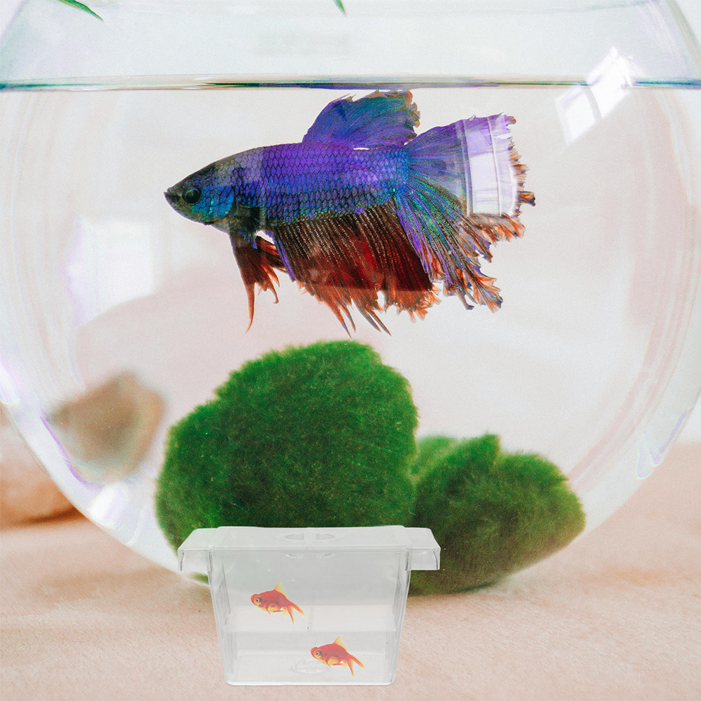 Aquarium Fish Rate - 4 Adet Kendiliğinden Yüzen Balık Yavrusu