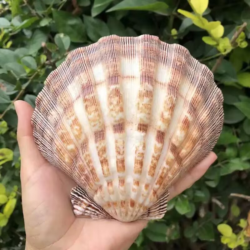 Aquarium Queen Fish - Yeni Doğal Kraliçe Deniz Tarağı Dilimleri,