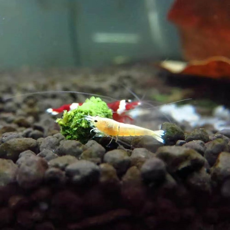 Ispanaklı Karides Yemi Süs Kar - Aquarium Fish Eggs incelemesi ve fiyatı