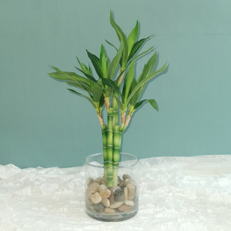 Yeni 40cm Yapay Şanslı Bambu S - Aquarium Fish Types incelemesi ve fiyatı