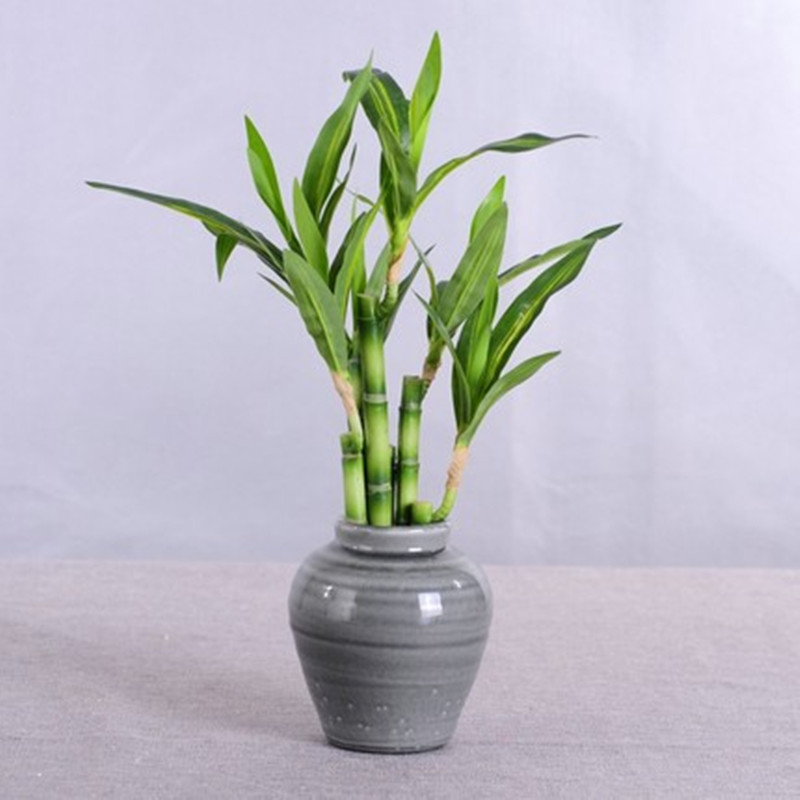 Yeni 40cm Yapay Şanslı Bambu S - Aquarium Fish Types incelemesi ve fiyatı