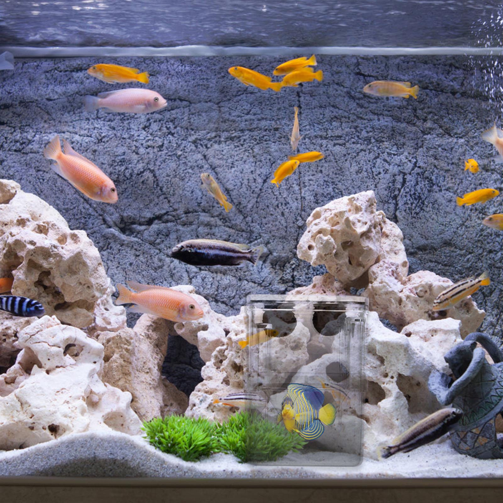 3 Adet Kompakt Akvaryum İzolas - Aquarium Fish Rate incelemesi ve fiyatı
