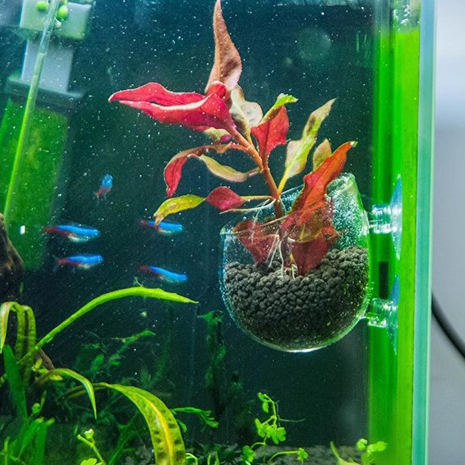 Akvaryum Bitki Tutucu Cam Su B - Aquarium Fish Only incelemesi ve fiyatı