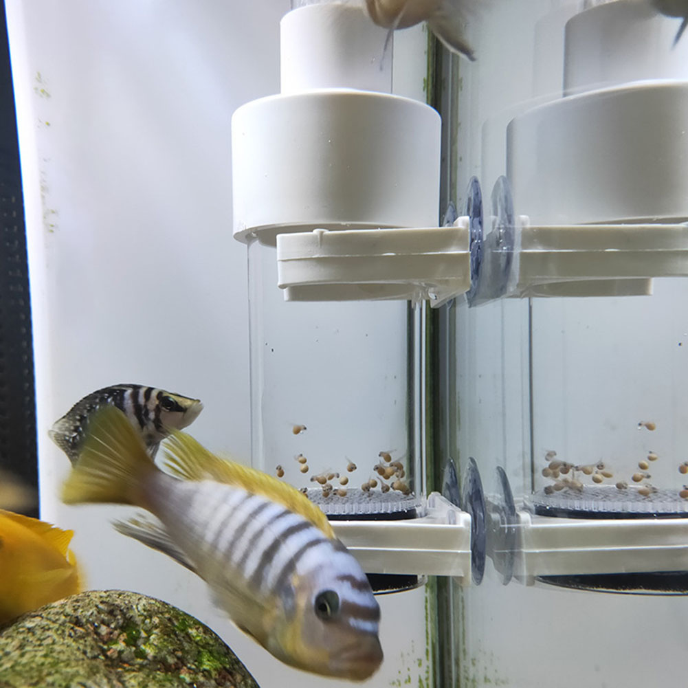 40mm Akvaryum Çiklitleri Kuluç - Aquarium Fish Eggs incelemesi ve fiyatı