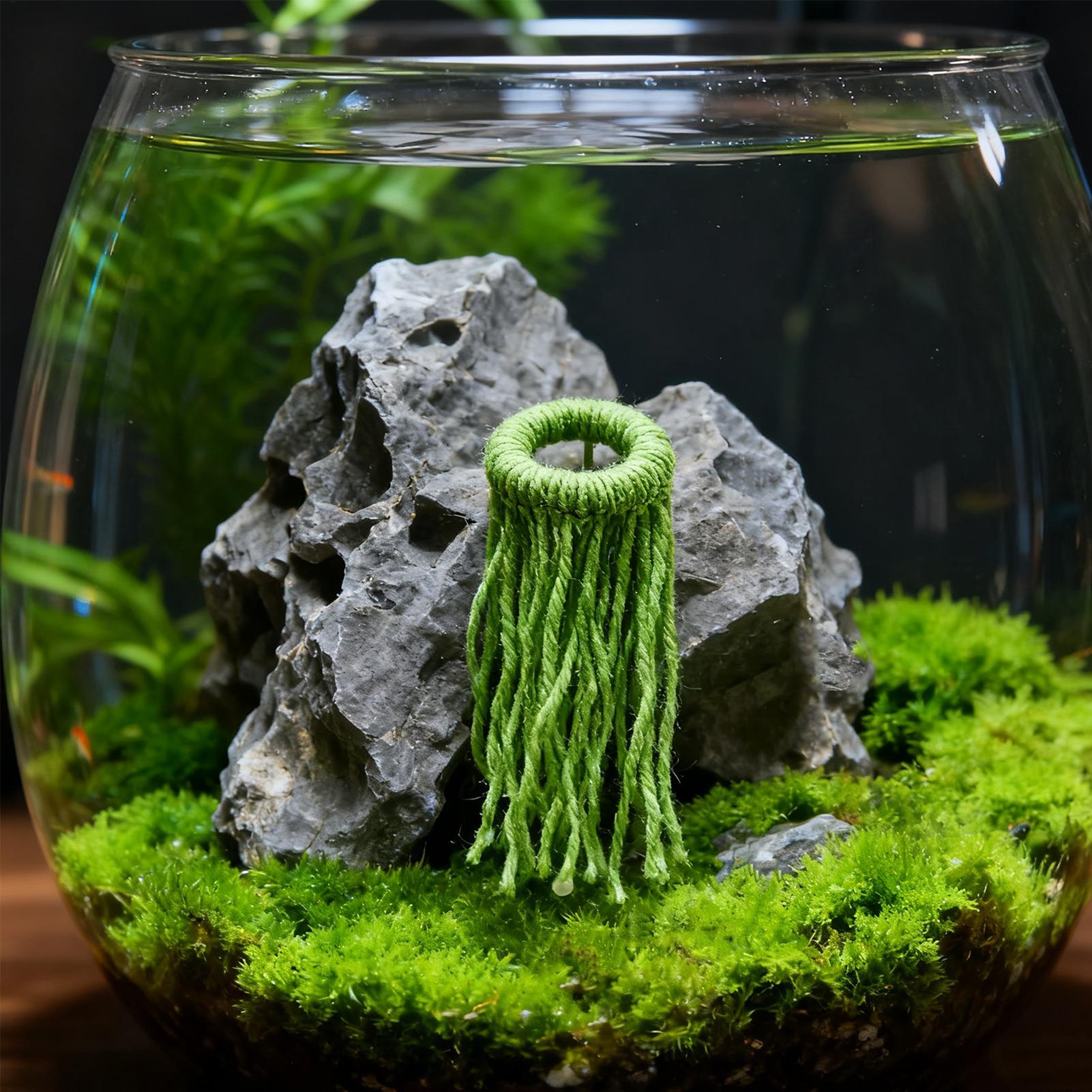 Su Bitkisi Yumurtlama Bezi Yüz - Aquarium Fish Eggs incelemesi ve fiyatı