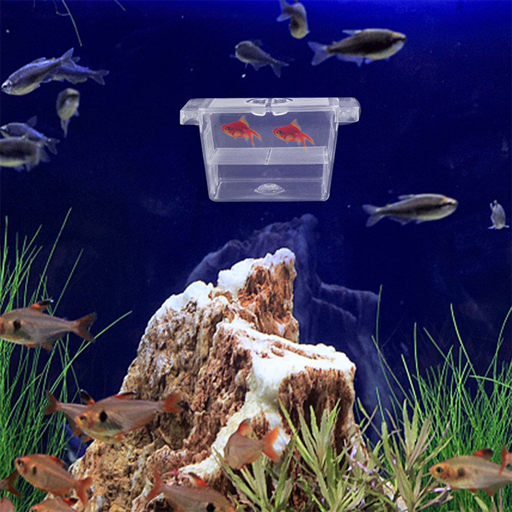 4 Adet Kendiliğinden Yüzen Bal - Aquarium Fish Rate incelemesi ve fiyatı