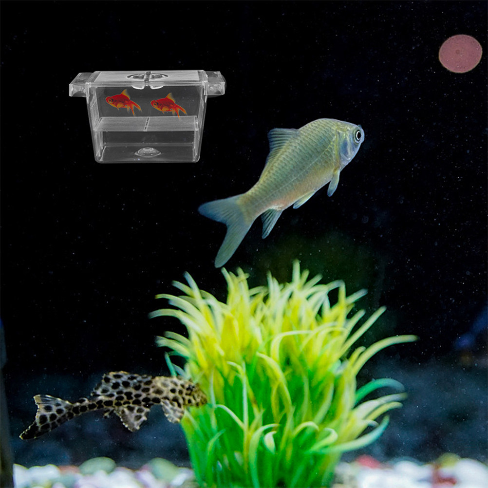 4 Adet Kendiliğinden Yüzen Bal - Aquarium Fish Rate incelemesi ve fiyatı
